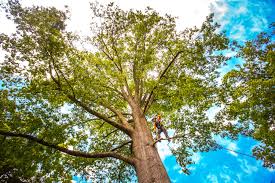 Best Palm Tree Trimming  in Leipsic, OH